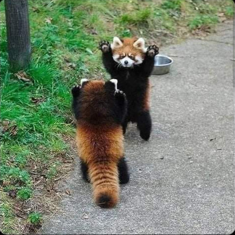 red pandas