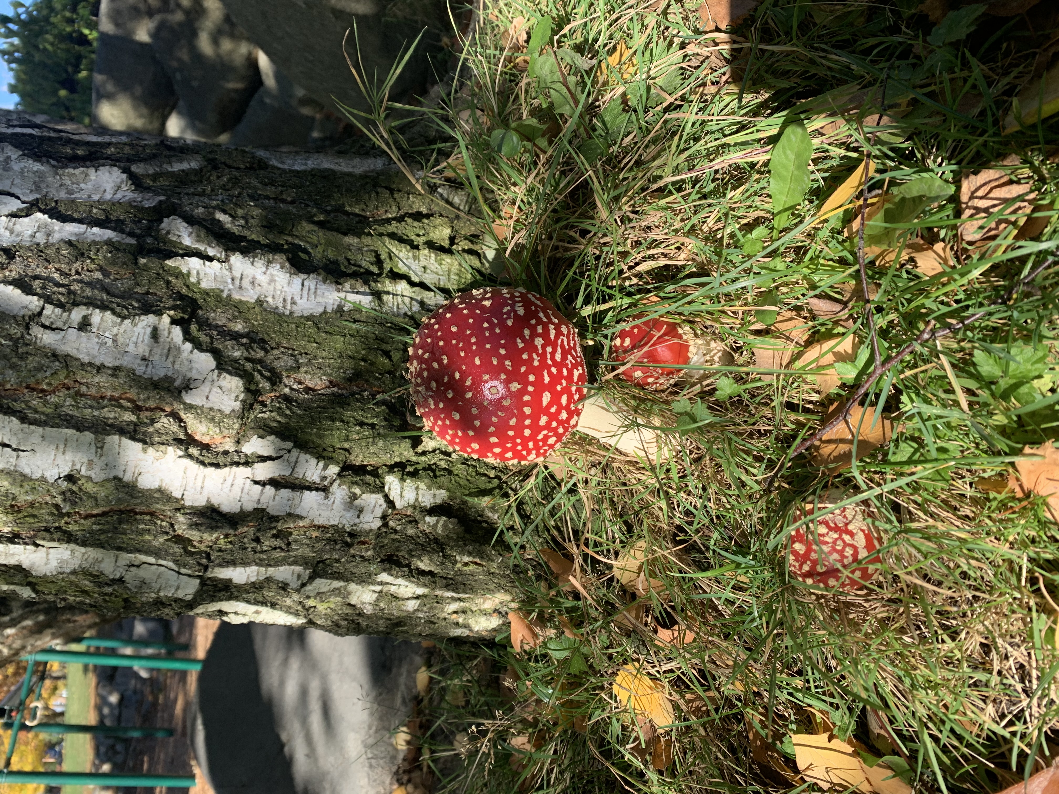 amanita muscaria